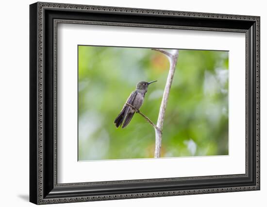 A Sombre Hummingbird Rests on a Branch in Ubatuba, Brazil-Alex Saberi-Framed Photographic Print