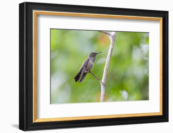 A Sombre Hummingbird Rests on a Branch in Ubatuba, Brazil-Alex Saberi-Framed Photographic Print