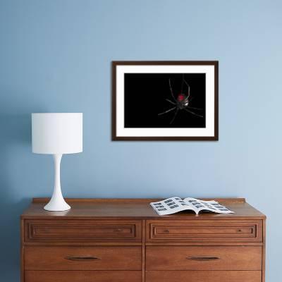 A Southern Black Widow Latrodectus Mactans Photographic Print By