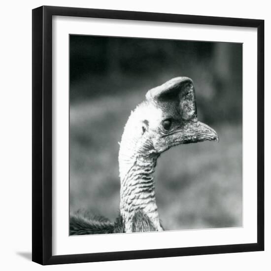 A Southern Cassowary at London Zoo, June 1925 (B/W Photo)-Frederick William Bond-Framed Giclee Print