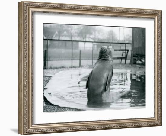 A Southern Elephant Seal at London Zoo, January 1912-Frederick William Bond-Framed Photographic Print