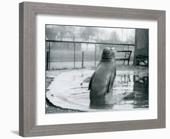 A Southern Elephant Seal at London Zoo, January 1912-Frederick William Bond-Framed Photographic Print