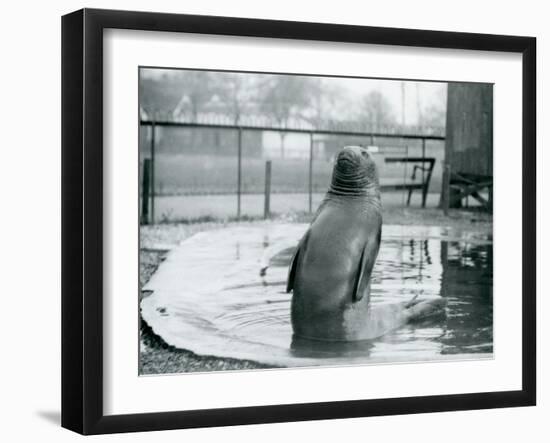 A Southern Elephant Seal at London Zoo, January 1912-Frederick William Bond-Framed Photographic Print