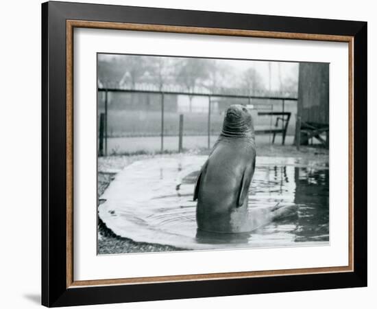 A Southern Elephant Seal at London Zoo, January 1912-Frederick William Bond-Framed Photographic Print