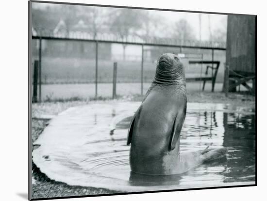 A Southern Elephant Seal at London Zoo, January 1912-Frederick William Bond-Mounted Photographic Print