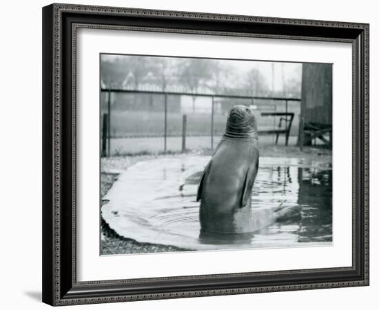 A Southern Elephant Seal at London Zoo, January 1912-Frederick William Bond-Framed Photographic Print