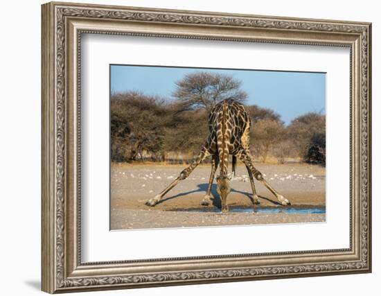 A southern giraffe drinking. Kalahari, Botswana-Sergio Pitamitz-Framed Photographic Print