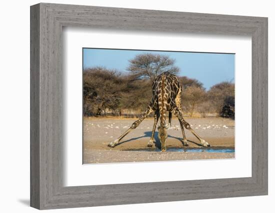 A southern giraffe drinking. Kalahari, Botswana-Sergio Pitamitz-Framed Photographic Print
