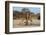 A southern giraffe drinking. Kalahari, Botswana-Sergio Pitamitz-Framed Photographic Print