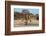 A southern giraffe drinking. Kalahari, Botswana-Sergio Pitamitz-Framed Photographic Print