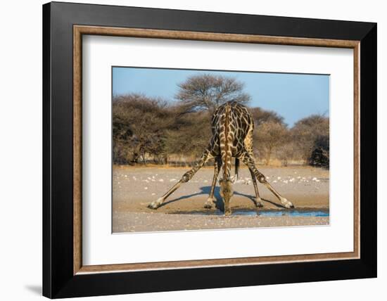 A southern giraffe drinking. Kalahari, Botswana-Sergio Pitamitz-Framed Photographic Print