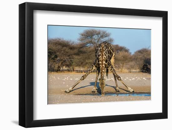 A southern giraffe drinking. Kalahari, Botswana-Sergio Pitamitz-Framed Photographic Print