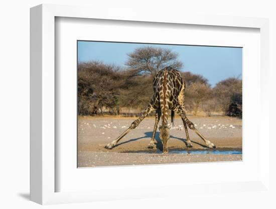 A southern giraffe drinking. Kalahari, Botswana-Sergio Pitamitz-Framed Photographic Print