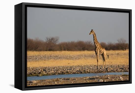 A Southern Giraffe, Giraffa Camelopardalis Giraffe, Stands by a Watering Hole-Alex Saberi-Framed Premier Image Canvas