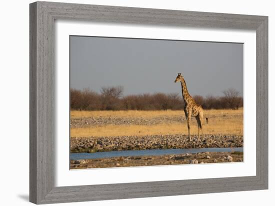 A Southern Giraffe, Giraffa Camelopardalis Giraffe, Stands by a Watering Hole-Alex Saberi-Framed Photographic Print