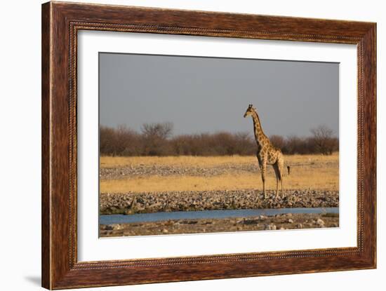 A Southern Giraffe, Giraffa Camelopardalis Giraffe, Stands by a Watering Hole-Alex Saberi-Framed Photographic Print