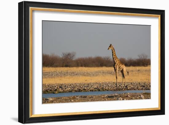 A Southern Giraffe, Giraffa Camelopardalis Giraffe, Stands by a Watering Hole-Alex Saberi-Framed Photographic Print