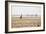 A Southern Giraffe, Giraffa Camelopardalis Giraffe, Stands on a Baking Salt Pan-Alex Saberi-Framed Photographic Print