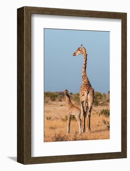 A southern giraffe with a one-week-old calf. Mashatu Game Reserve, Botswana.-Sergio Pitamitz-Framed Photographic Print