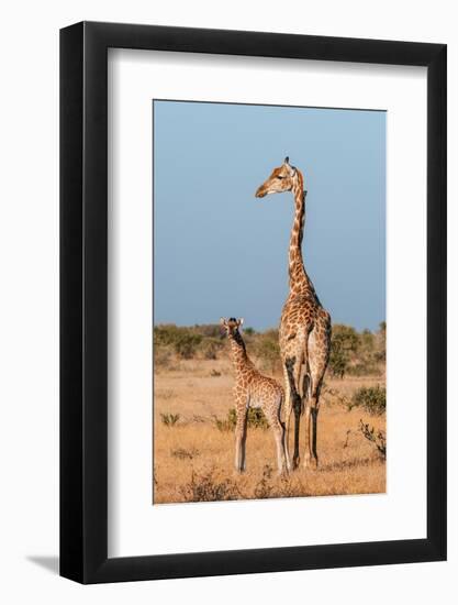 A southern giraffe with a one-week-old calf. Mashatu Game Reserve, Botswana.-Sergio Pitamitz-Framed Photographic Print