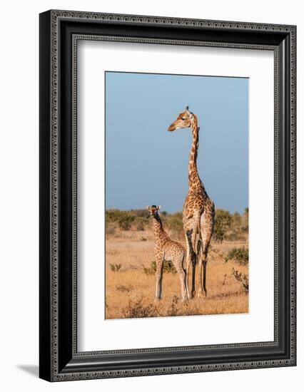 A southern giraffe with a one-week-old calf. Mashatu Game Reserve, Botswana.-Sergio Pitamitz-Framed Photographic Print