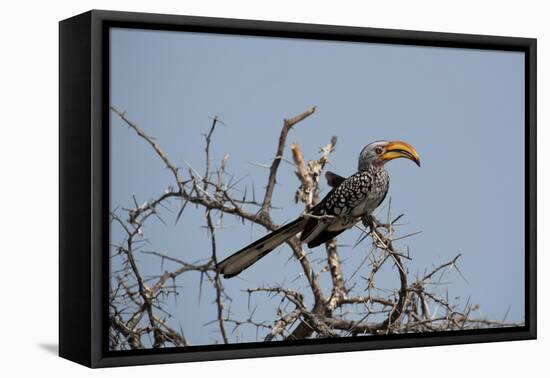 A Southern Yellow-Billed Hornbill, Tockus Leucomelas, Perching in a Thorny Tree-Alex Saberi-Framed Premier Image Canvas