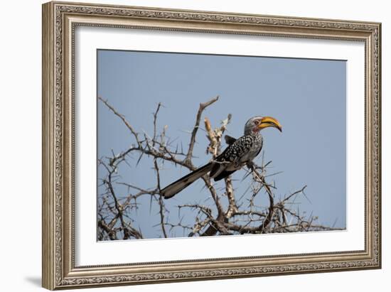 A Southern Yellow-Billed Hornbill, Tockus Leucomelas, Perching in a Thorny Tree-Alex Saberi-Framed Photographic Print