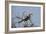 A Southern Yellow-Billed Hornbill, Tockus Leucomelas, Perching in a Thorny Tree-Alex Saberi-Framed Photographic Print