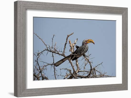 A Southern Yellow-Billed Hornbill, Tockus Leucomelas, Perching in a Thorny Tree-Alex Saberi-Framed Photographic Print