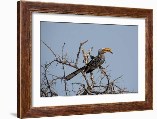 A Southern Yellow-Billed Hornbill, Tockus Leucomelas, Perching in a Thorny Tree-Alex Saberi-Framed Photographic Print