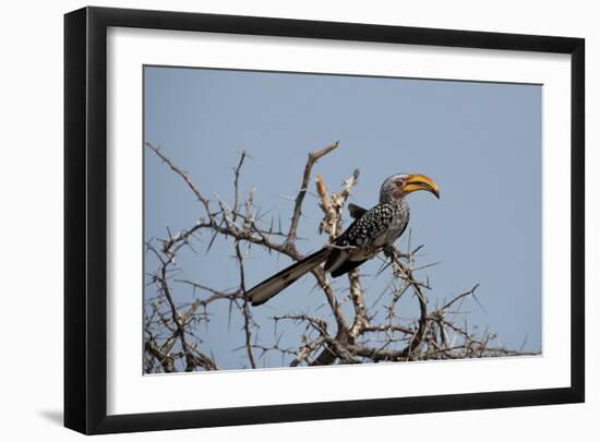 A Southern Yellow-Billed Hornbill, Tockus Leucomelas, Perching in a Thorny Tree-Alex Saberi-Framed Photographic Print