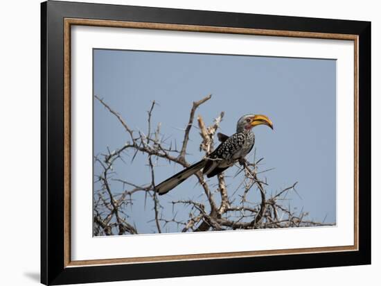 A Southern Yellow-Billed Hornbill, Tockus Leucomelas, Perching in a Thorny Tree-Alex Saberi-Framed Photographic Print