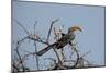 A Southern Yellow-Billed Hornbill, Tockus Leucomelas, Perching in a Thorny Tree-Alex Saberi-Mounted Photographic Print