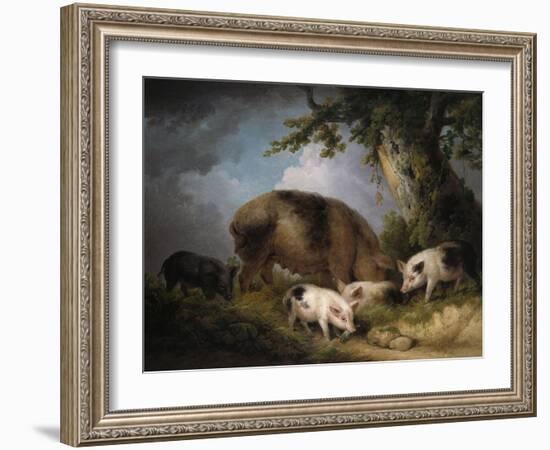 A Sow and Her Four Piglets in a Wooded Landscape-Henry Thomas Alken-Framed Giclee Print