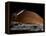 A Spaceship in Orbit over Mars Moon, Phobos, with the Red Planet Mars in the Background-null-Framed Premier Image Canvas