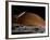 A Spaceship in Orbit over Mars Moon, Phobos, with the Red Planet Mars in the Background-null-Framed Photographic Print