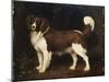 A Spaniel in a Landscape, 1784-George Stubbs-Mounted Giclee Print