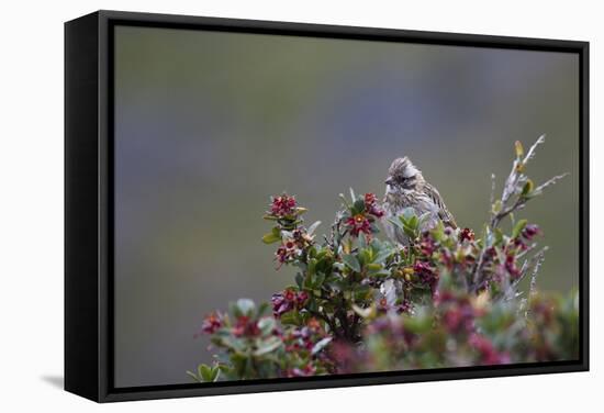 A Sparrow in Torres Del Paine National Park-Alex Saberi-Framed Premier Image Canvas