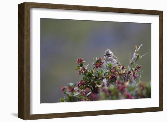 A Sparrow in Torres Del Paine National Park-Alex Saberi-Framed Photographic Print