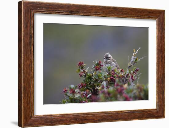 A Sparrow in Torres Del Paine National Park-Alex Saberi-Framed Photographic Print