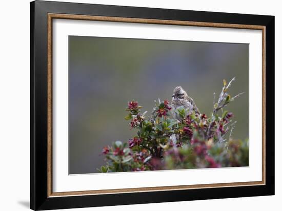 A Sparrow in Torres Del Paine National Park-Alex Saberi-Framed Photographic Print