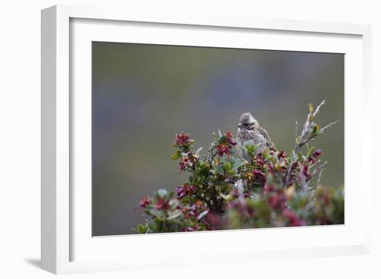 A Sparrow in Torres Del Paine National Park-Alex Saberi-Framed Photographic Print