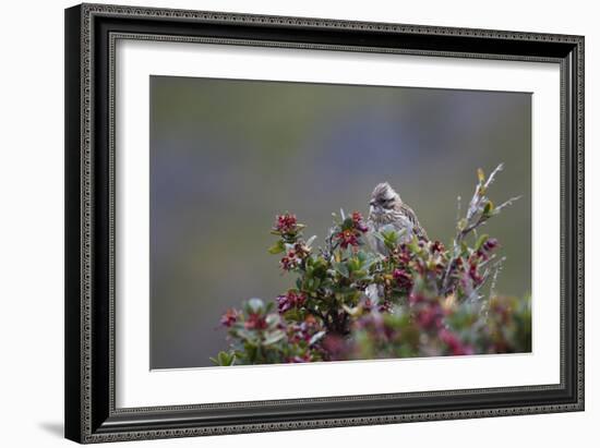 A Sparrow in Torres Del Paine National Park-Alex Saberi-Framed Photographic Print