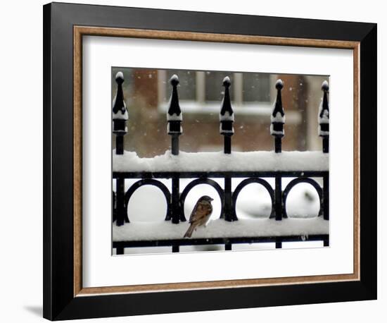 A Sparrow Surveys its Surroundings as It Stops to Rest on a Snow-Covered Fence-null-Framed Photographic Print