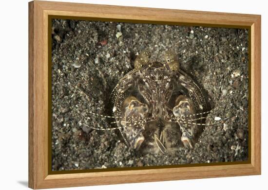 A Spearing Mantis Shrimp in its Burrow, Indonesia-Stocktrek Images-Framed Premier Image Canvas