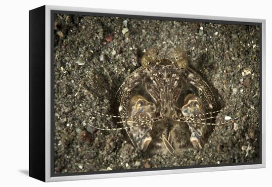 A Spearing Mantis Shrimp in its Burrow, Indonesia-Stocktrek Images-Framed Premier Image Canvas