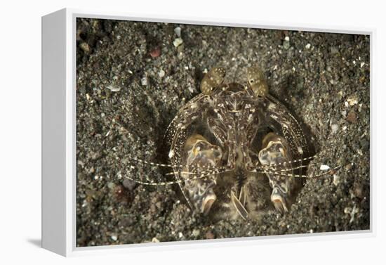 A Spearing Mantis Shrimp in its Burrow, Indonesia-Stocktrek Images-Framed Premier Image Canvas