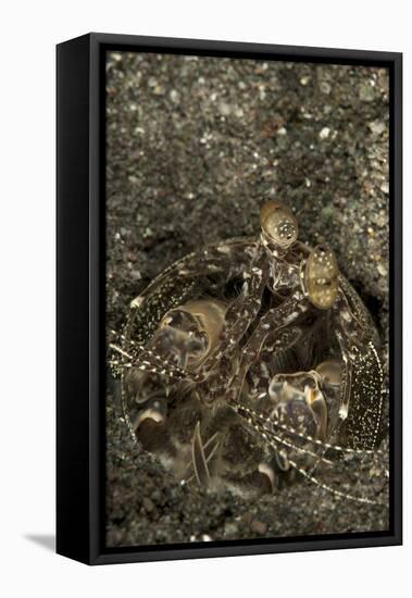 A Spearing Mantis Shrimp in its Burrow, Indonesia-Stocktrek Images-Framed Premier Image Canvas