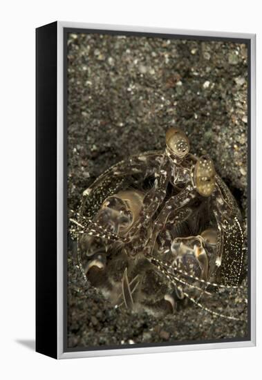 A Spearing Mantis Shrimp in its Burrow, Indonesia-Stocktrek Images-Framed Premier Image Canvas
