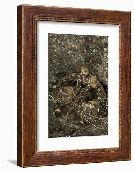 A Spearing Mantis Shrimp in its Burrow, Indonesia-Stocktrek Images-Framed Photographic Print